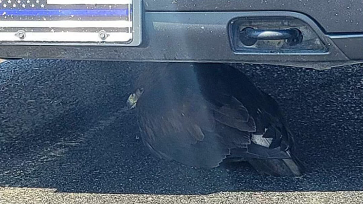 bird found under trooper car