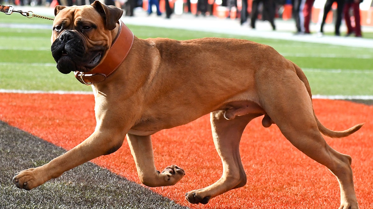 SJ, Cleveland Browns mascot