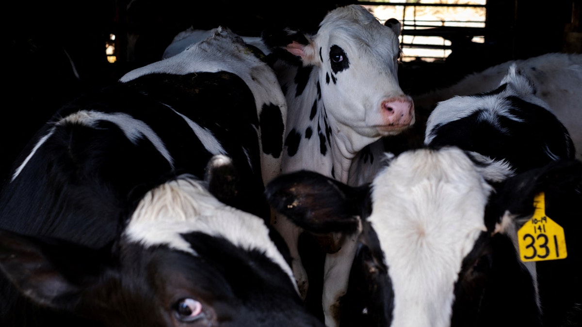 Vacas hacinadas en un corral de una explotación ganadera.