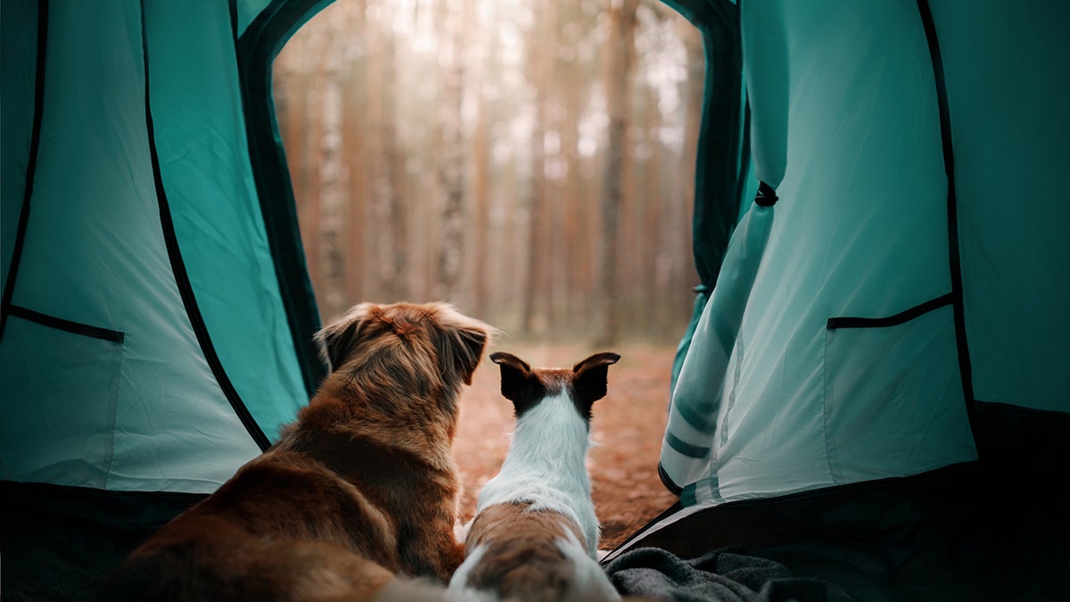 Hunde in einem Zelt