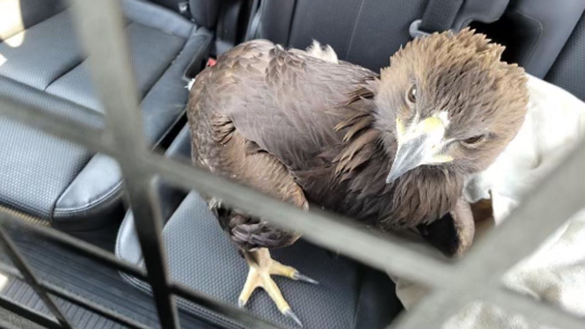 eagle in the back of trooper car