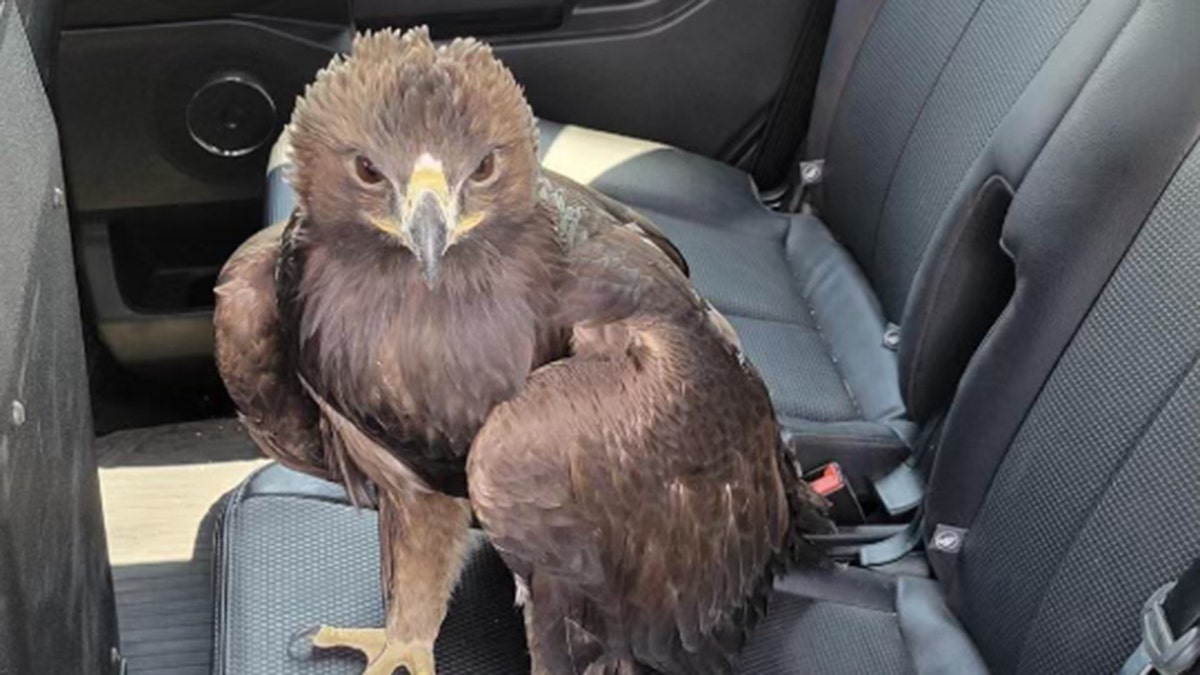 eagle found under trooper car