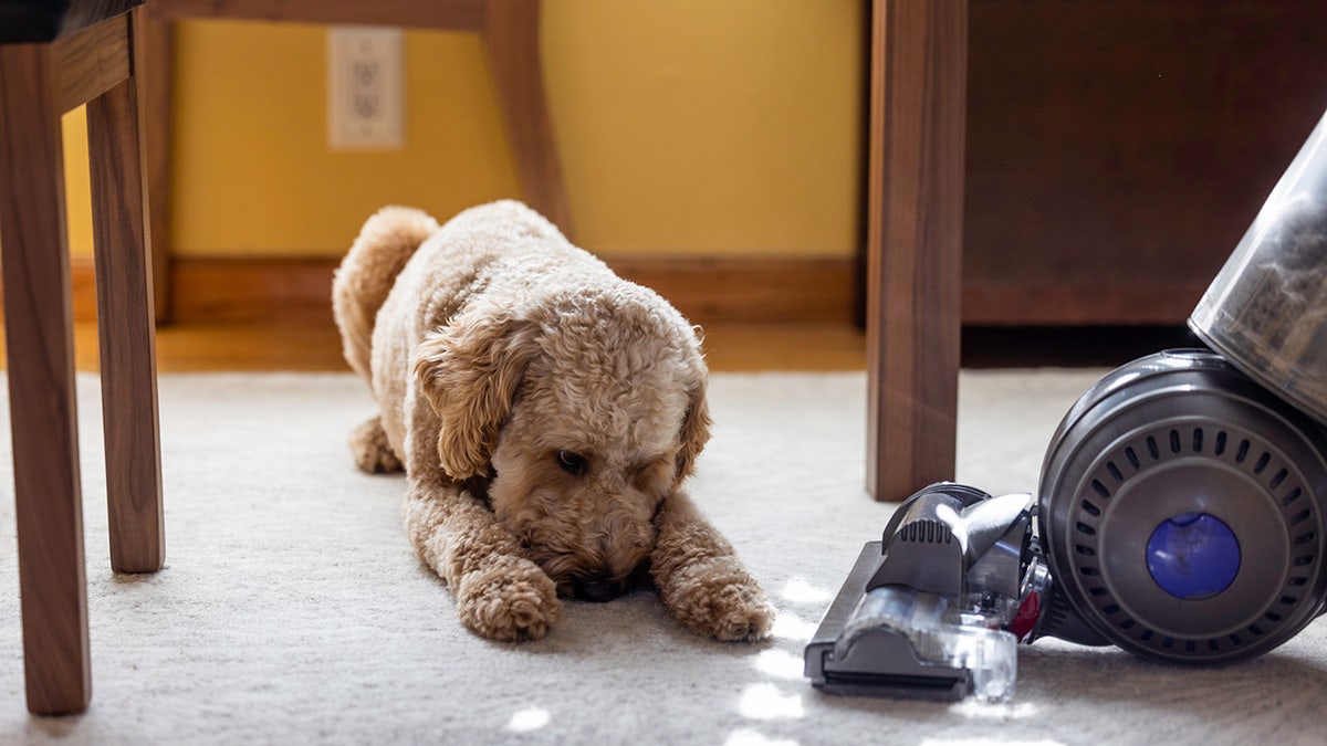 Clean your entire house with one of these vacuums and mops. 