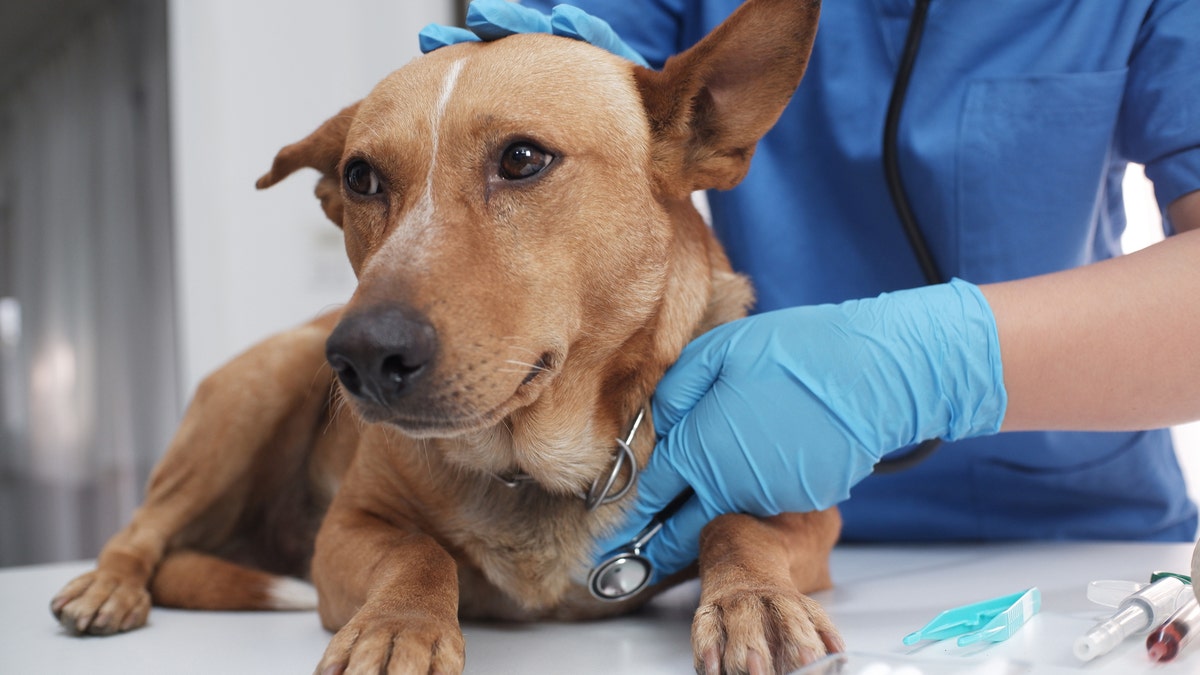 A sick dog is tended to by a veterinarian.