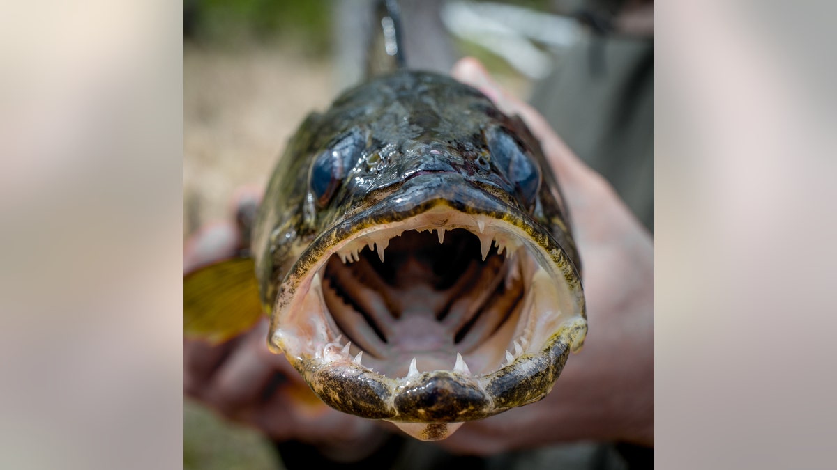 Walleye With Open Mouth