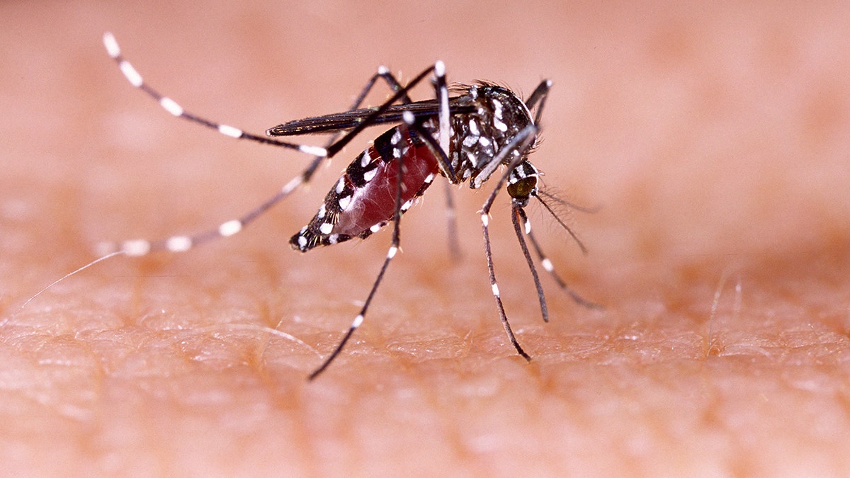 Yellow fever mosquito (aedes aegypti)