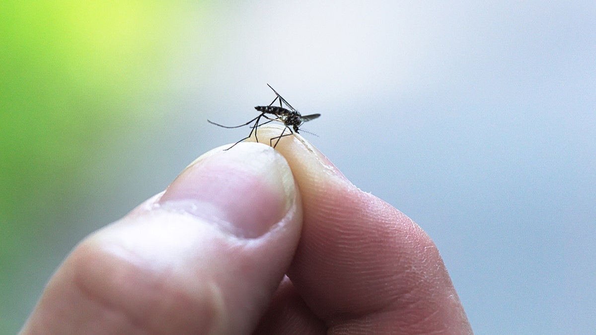 Fingers Holding Dead Mosquito