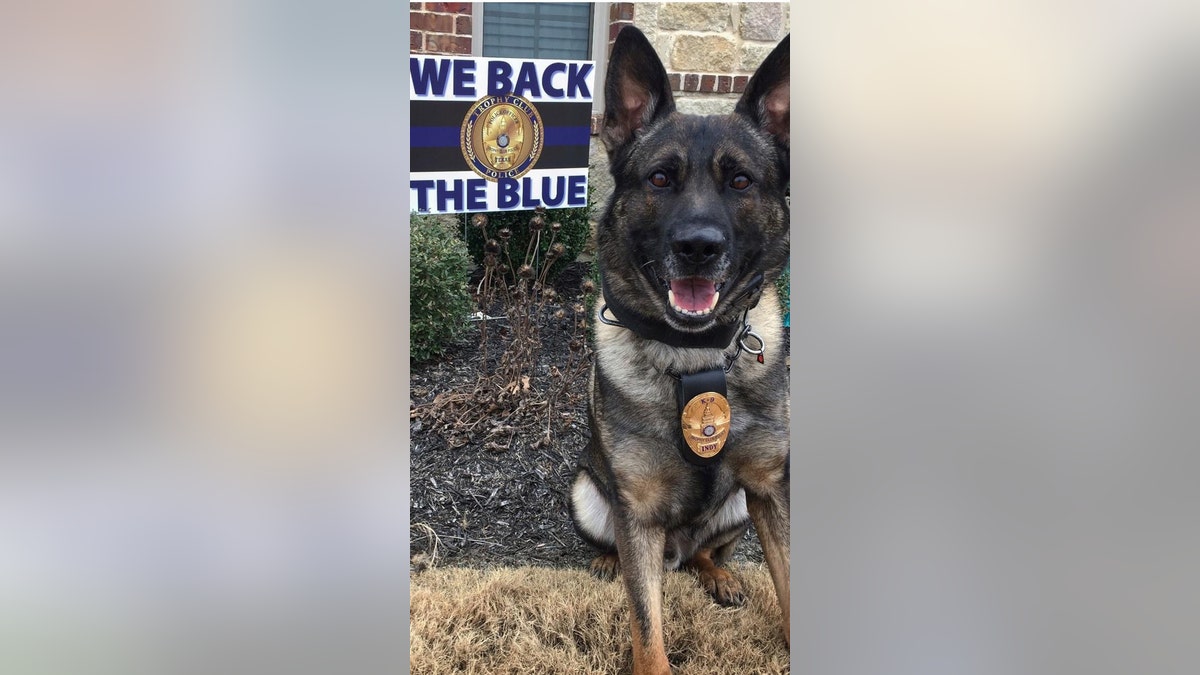 K9 Indy with badge