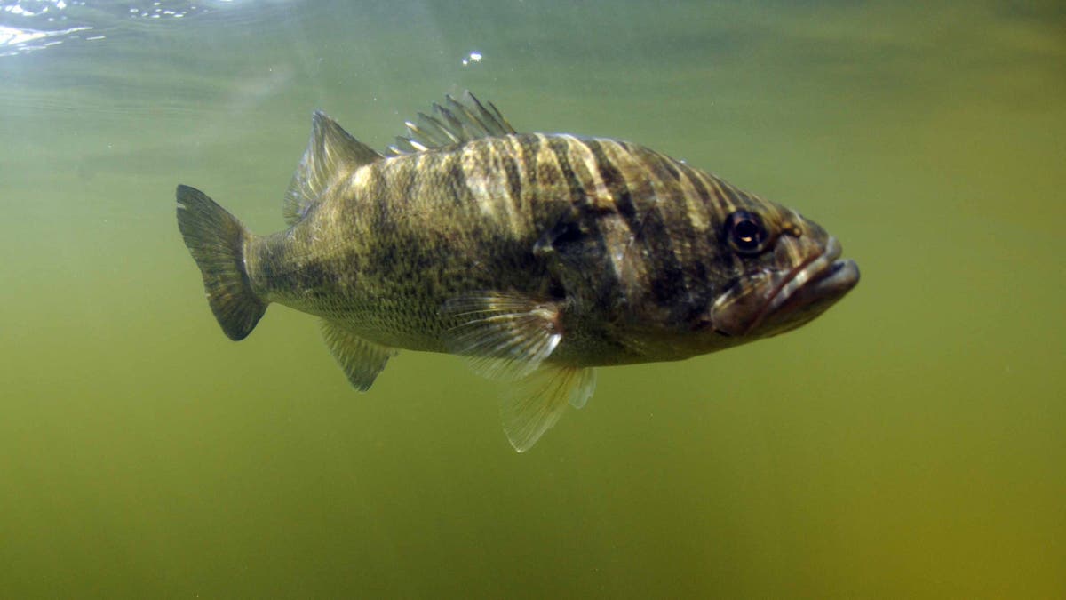A largemouth bass is seen in murky water.