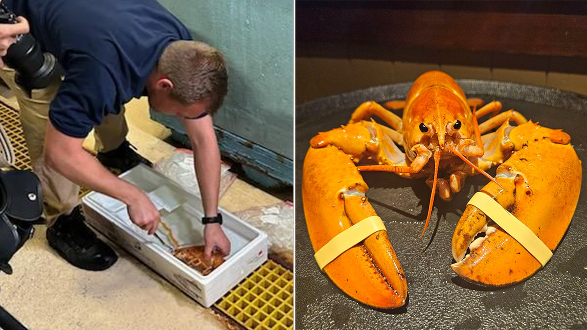 orange lobster split