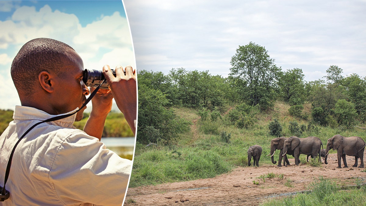 A man with binoculars next to a photo of elephants in the wild