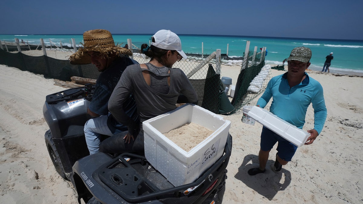 Evacúan huevos de tortuga en Cancún