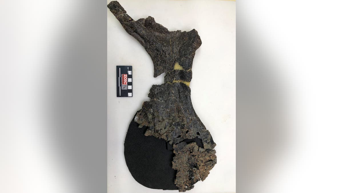 Large dinosaur hip bone 