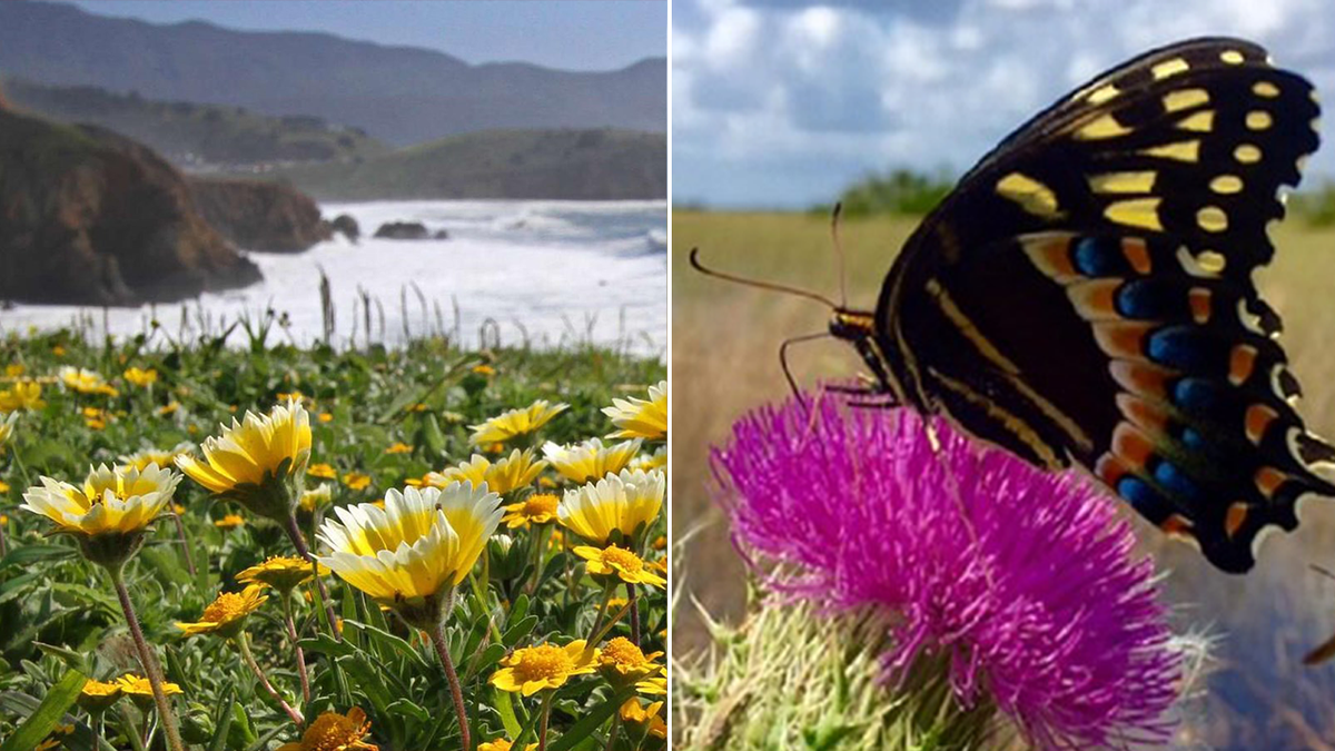 Prohibida la recogida de flores silvestres en el NPS