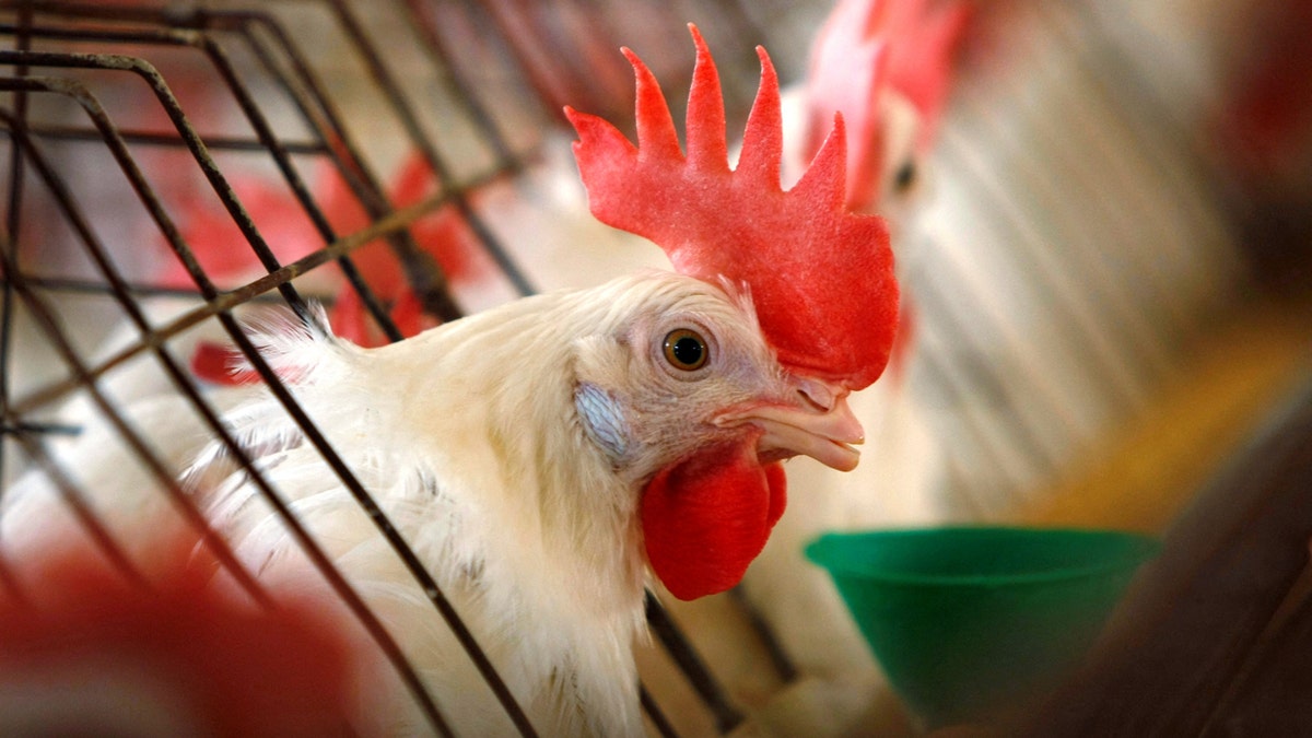A caged hen feeds at an egg farm in San Diego County in this picture taken July 29, 2008.