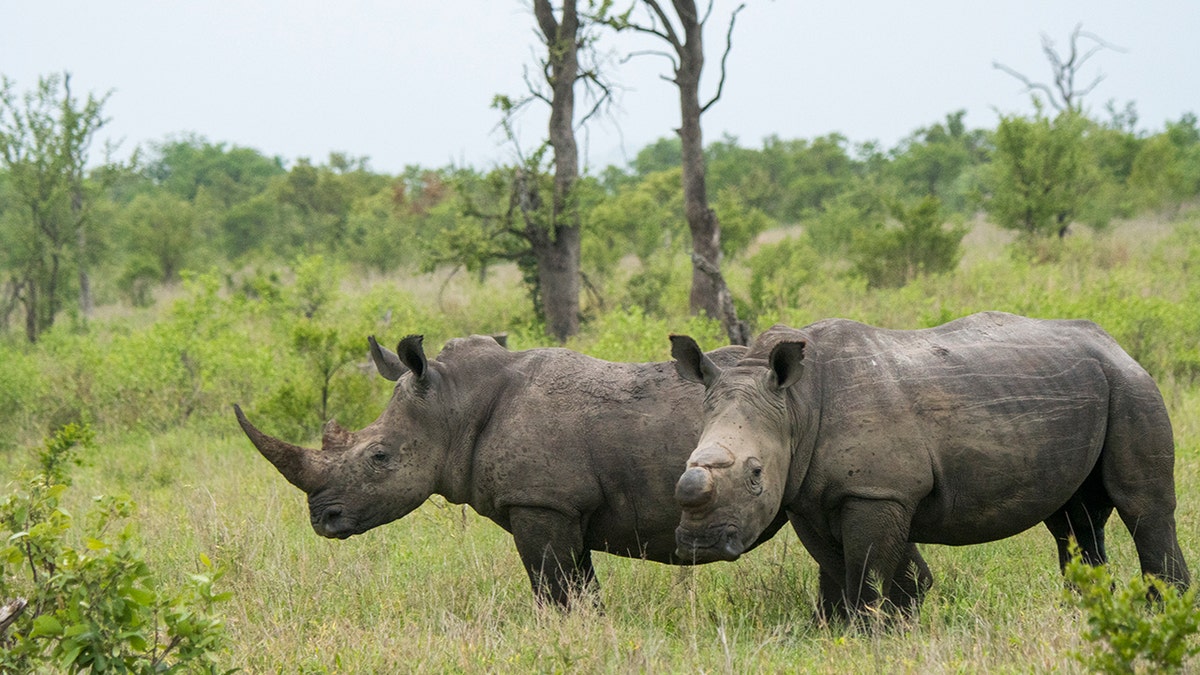 Rinocerontes en un safari africano