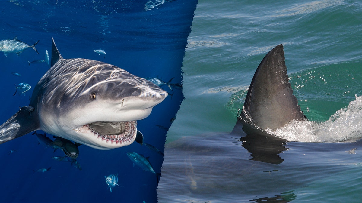 Shark week facts split