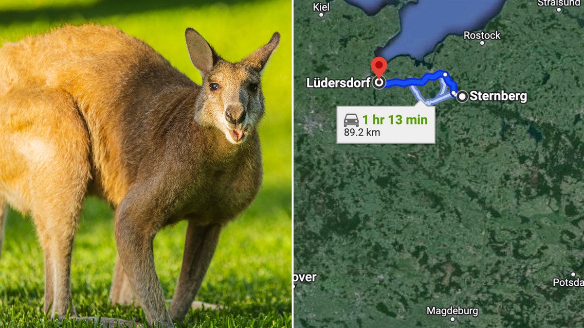 Split image of a kangaroo and a google maps picture showing the distance between two towns in Germany.