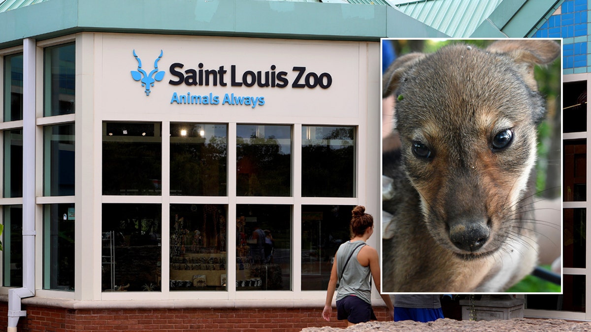 Split image of the St. Louis Zoo with an inset of a baby wolf pup.