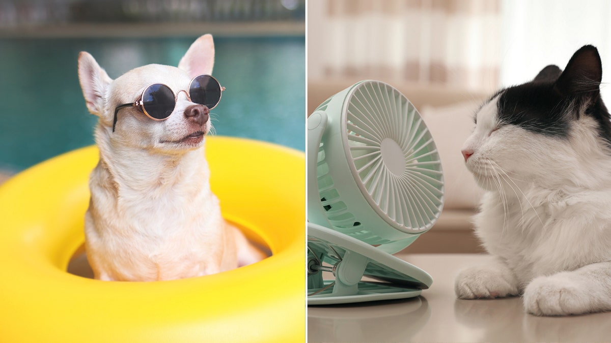 productos básicos de verano para mascotas split