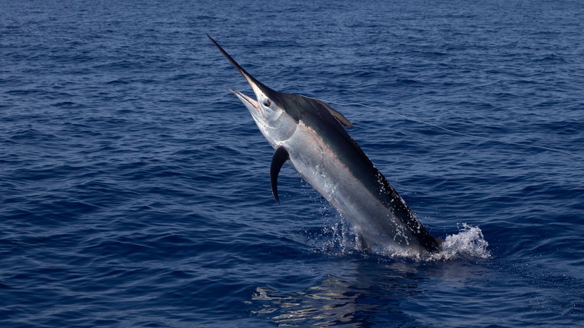 A swordfish jumping out of the water