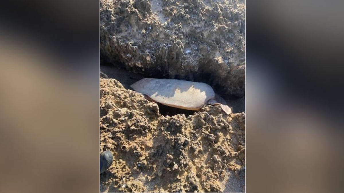 A sea turtle stuck between rocks