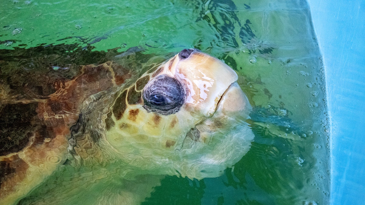 Bubba sea turtle