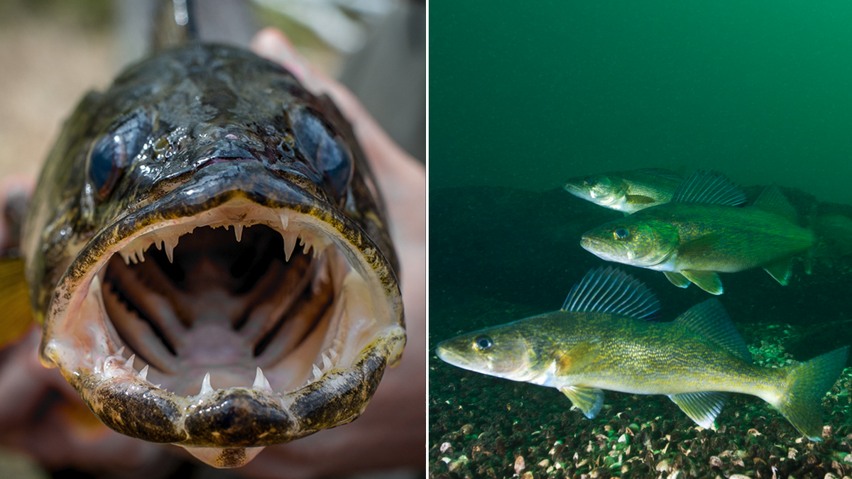 Walleyes are commonly between 14 and 22 inches long and 2 to 4 pounds, but they can get up to 36 inches and 16 pounds, according to the Ohio Department of Natural Resources.