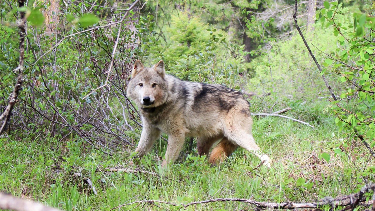 Gray wolf endangered