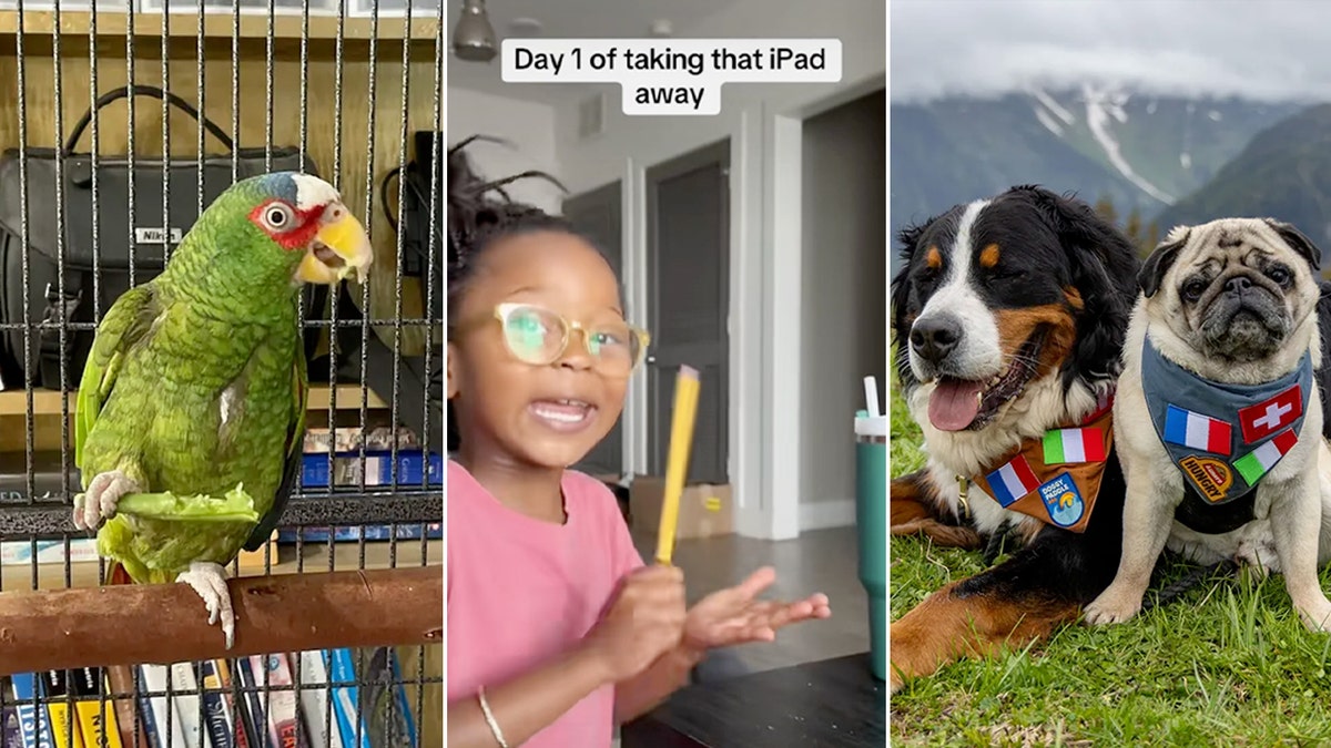 potty mouth parrot, iPad, travel pups