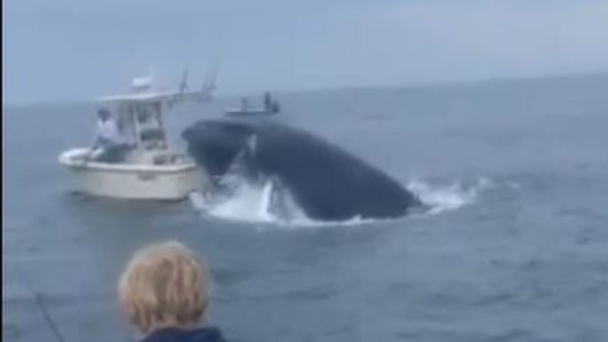 whale breaching over boat