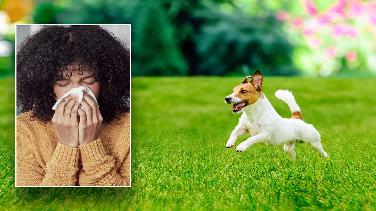 Dog running in field with inset of woman blowing nose.
