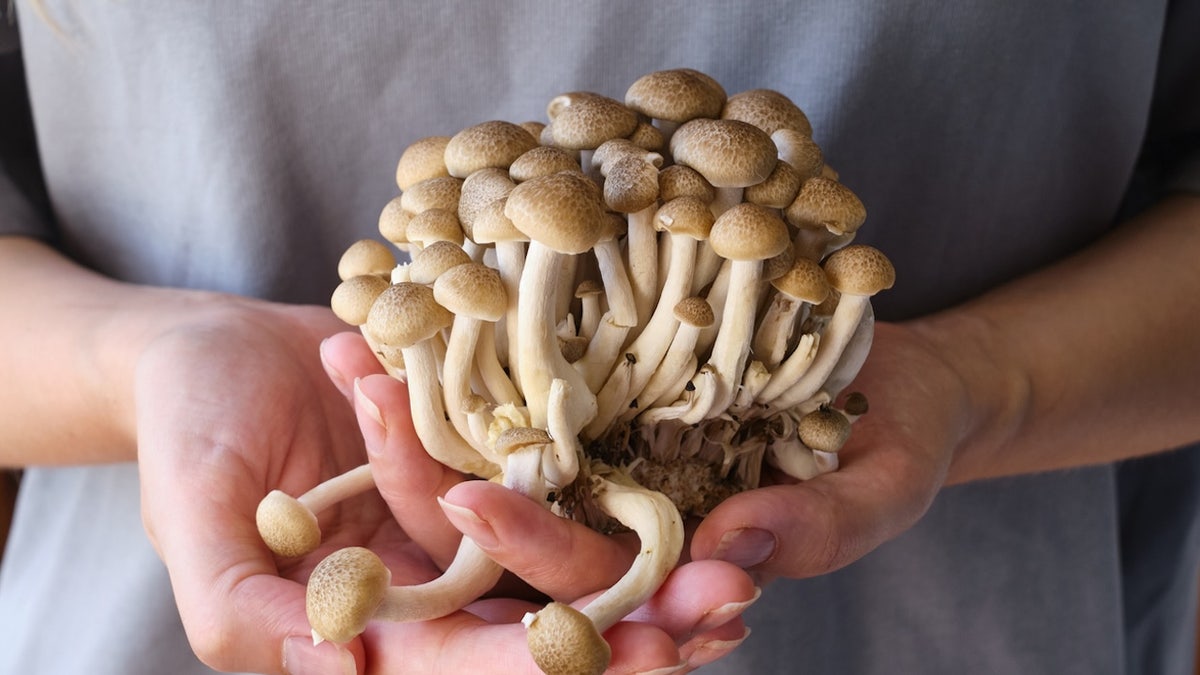 Woman holds mushrooms