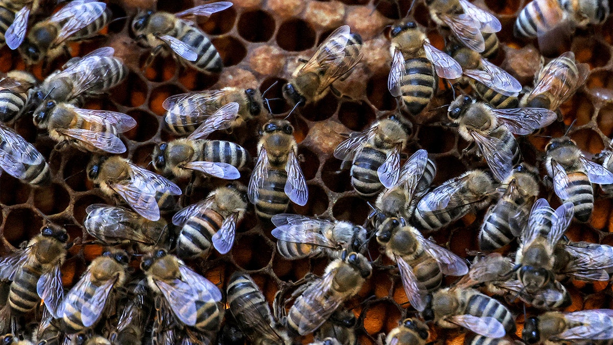 Worker bees on hive