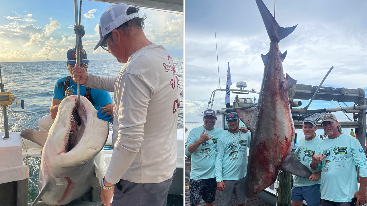 Massive bull shark weighing nearly 500 pounds caught at Alabama fishing tournament Massive bull shark weighing nearly 500 pounds caught at Alabama fishing tournament