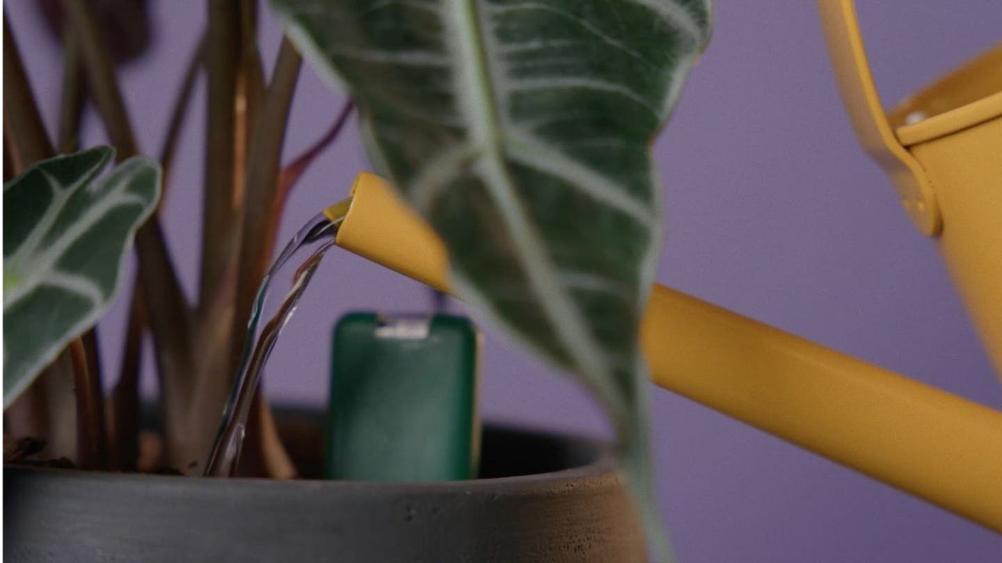 1 End houseplant heartbreak with this new high tech device