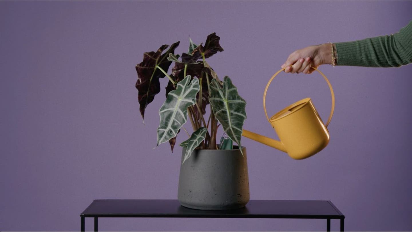 End Houseplant Heartbreak with the Revolutionary SmartyPlants Device