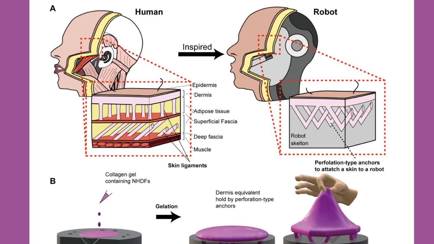 2 Scientists create creepy lifelike faces with real human skin