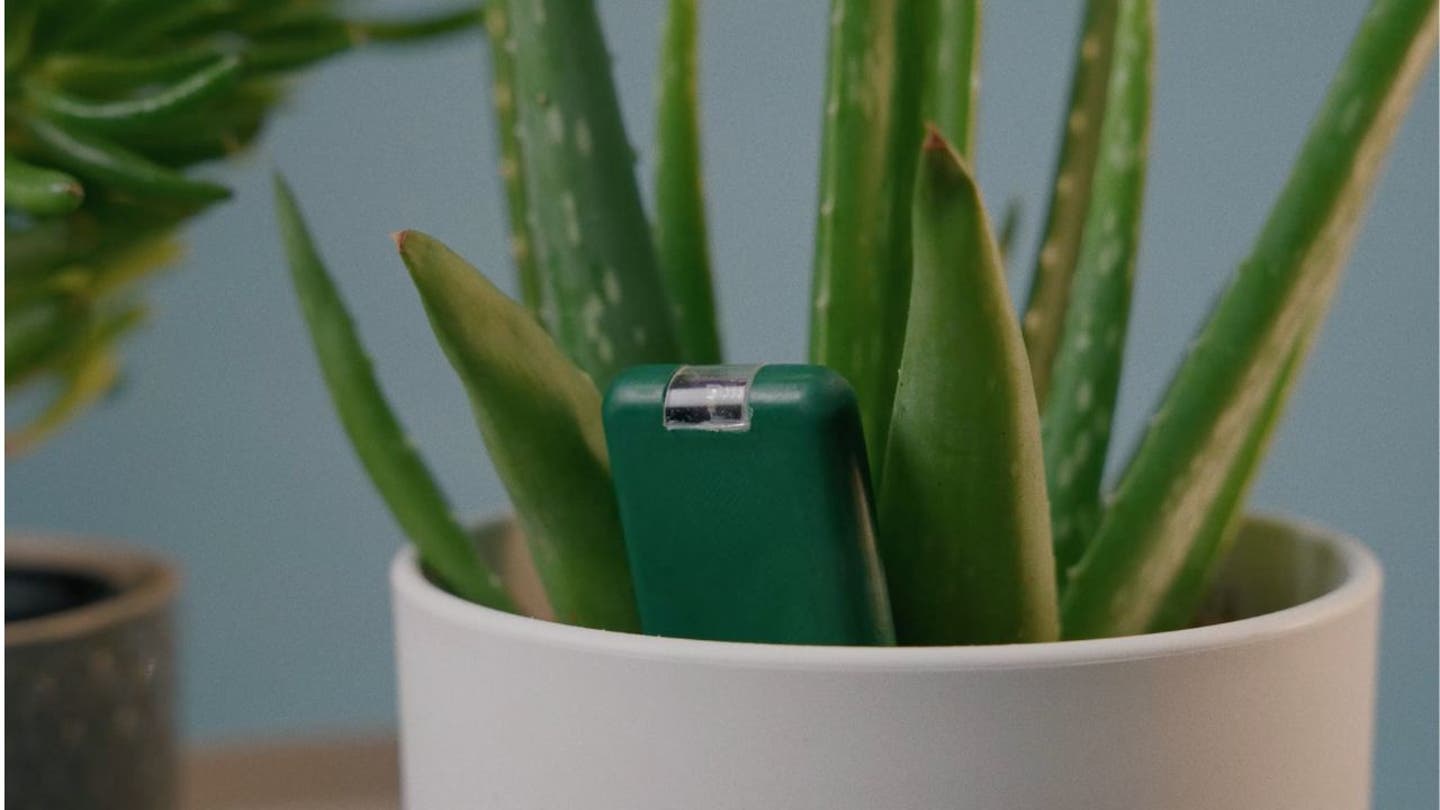 End Houseplant Heartbreak with the Revolutionary SmartyPlants Device