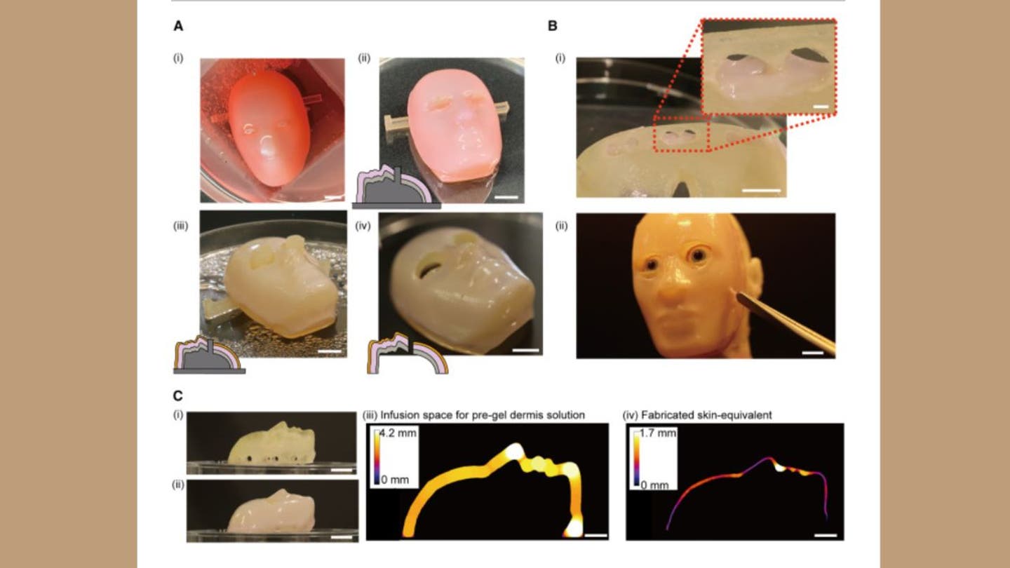 4 Scientists create creepy lifelike faces with real human skin