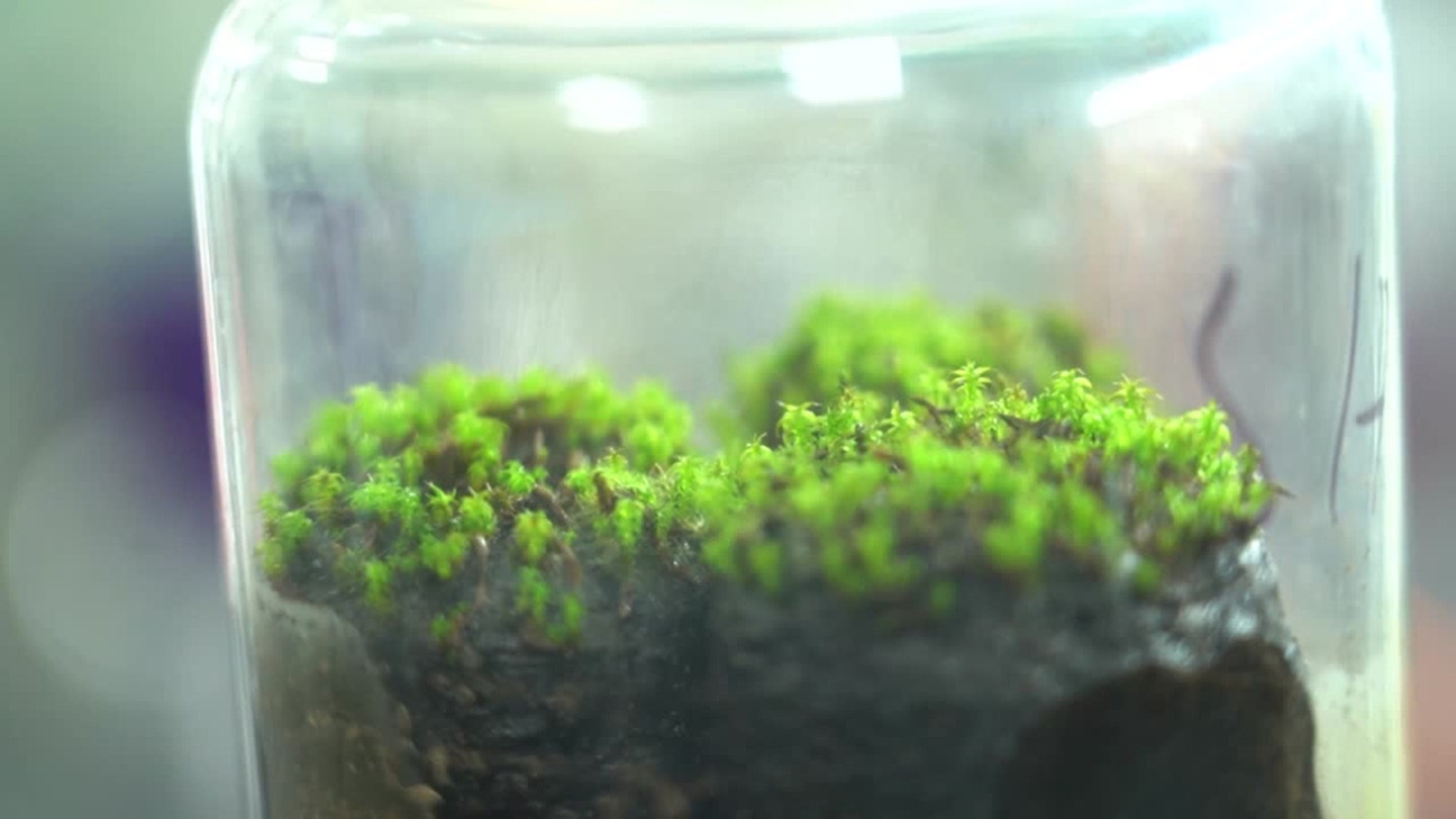 Resilient Desert Moss Holds Promise for Long-Term Human Settlement on Mars