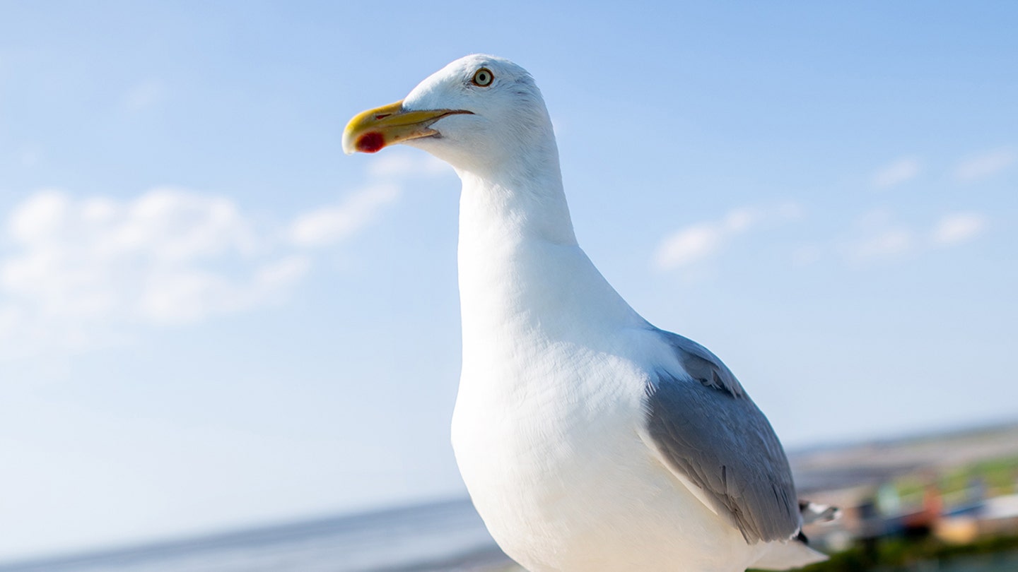 Gallant Gull Astounds Experts with Lightning-Fast Journey