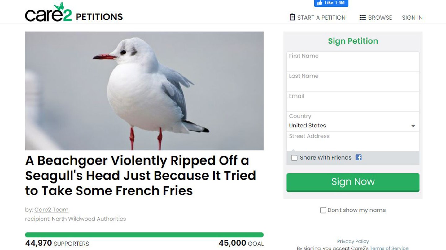 Horrific Seagull Decapitation Sparks Outrage and Calls for Justice