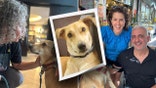 Dog in Tel Aviv, Isarel, comforts others
