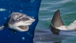 Shark week facts split