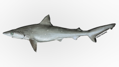 Sharks test positive for cocaine off Brazil's coast