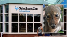 4 endangered American red wolf pups born at St. Louis Zoo in historic first