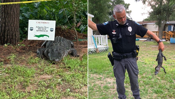 North Carolina police warn residents of 'aggressive' alligators amid nesting season