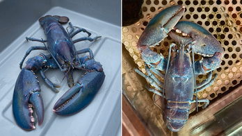 Rare 'cotton candy' lobster caught in New England: '1 in 100 million'