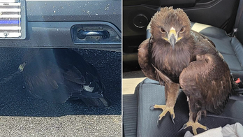 Arizona sergeant rescues baby eagle trapped under his patrol vehicle